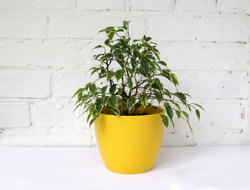 home plants