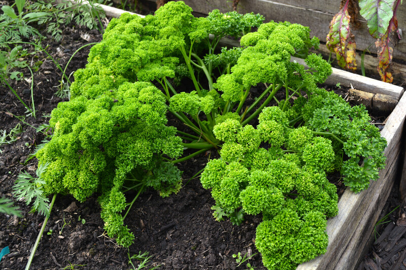 garden Property