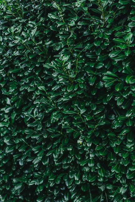 A dense, neatly trimmed hedge with glossy, dark green leaves forming a uniform wall of foliage. The leaves are small, oval-shaped, and have a waxy texture, reflecting light to give a vibrant appearance. The hedge appears to be well-maintained, possibly through hedge trimming by gardeners, creating a clean and tidy boundary in the garden. In the background, there is a glimpse of a well-kept lawn and a garden bed with soil and small plants, indicating ongoing garden maintenance and landscaping work by Gardeners West Kensington for Fulham Palace Road properties. The scene is set in natural daylight, highlighting the lush greenery and the careful care taken to uphold the garden’s neat appearance.