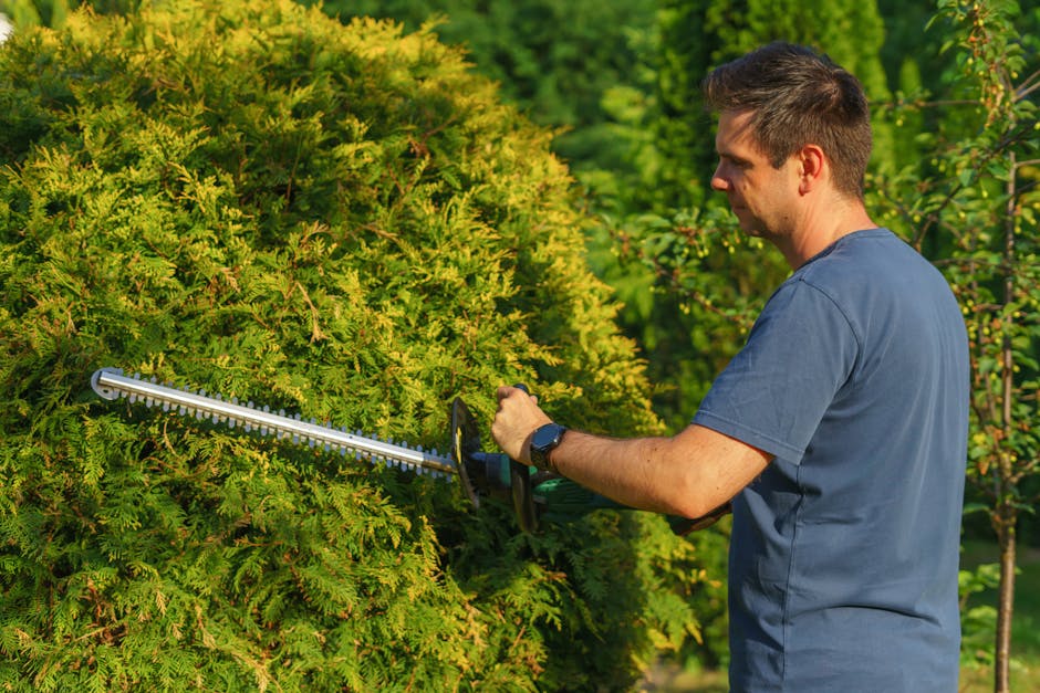 A male gardener using electric hedge trimmers to trim a dense, green hedge in a well-maintained garden. The hedge consists of closely packed, finely textured foliage, with some freshly cut branches visible at the trimmed top. The gardener, dressed in a blue t-shirt, is standing beside the hedge, holding the trimmers with both hands, focusing on shaping the bush evenly. Surrounding the hedge, there are other leafy trees and garden beds with soil and mulch, indicating a landscaped outdoor space. The sunlight illuminates the scene, highlighting the vibrant greenery, with the background slightly blurred to emphasize the garden maintenance activity. This image is associated with professional hedge trimming work provided by Gardeners West Kensington, serving Fulham Palace Road properties, demonstrating quality lawn care and landscaping tasks.