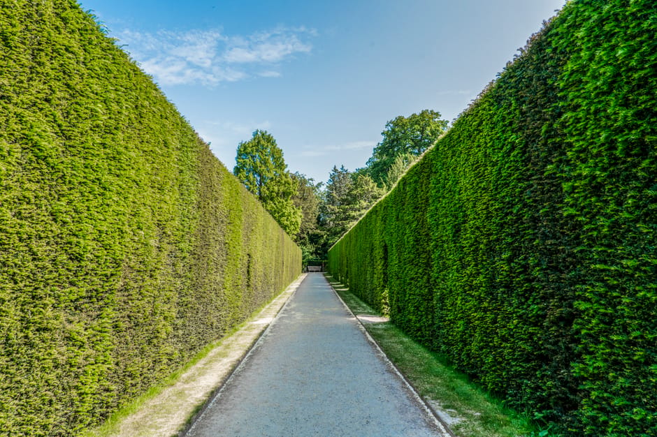 A dense, neatly trimmed hedge with glossy, dark green leaves forming a uniform wall of foliage. The leaves are small, oval-shaped, and have a waxy texture, reflecting light to give a vibrant appearance. The hedge appears to be well-maintained, possibly through hedge trimming by gardeners, creating a clean and tidy boundary in the garden. In the background, there is a glimpse of a well-kept lawn and a garden bed with soil and small plants, indicating ongoing garden maintenance and landscaping work by Gardeners West Kensington for Fulham Palace Road properties. The scene is set in natural daylight, highlighting the lush greenery and the careful care taken to uphold the garden’s neat appearance.