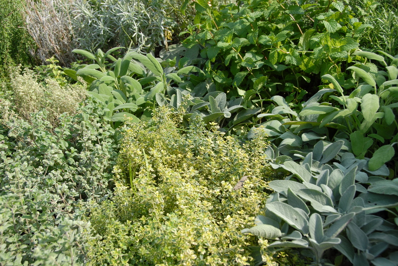 garden outdoor space
